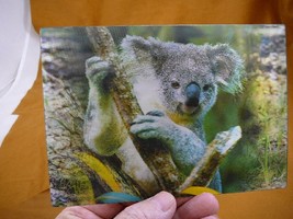 POST-6) Lenticular 3D Postcard 2 in 1 photo Kangaroo forest shifts to Koala bear - £7.43 GBP