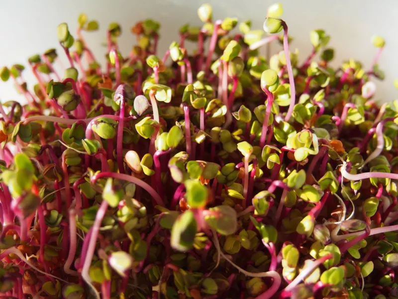 250 Seeds Red Arrow Sprouting Radish Mini Green Daikon Raphanus Sativus Vegetable - £10.56 GBP
