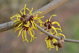 American Witch Hazel 4" pot Hamamelis virginiana image 5