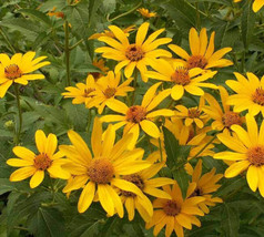 100 Seeds Of Sunflower Oxeye Perennial Drought Tolerant Summer Blooms Usa Nongmo - £9.80 GBP