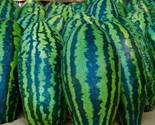 Giant Jubilee Watermelon  | Heirloom &amp; Non-Gmo 25  Seeds - $6.60