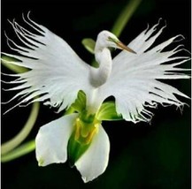 Orchid Seeds, Orchid Seed, 200 pcs Japanese Egret Flowers Seeds White Egret Orch - £3.06 GBP