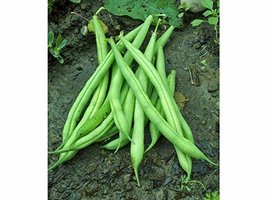 Bean, Provider Bush, Heirloom, 20 Seeds, Non GMO, Green Beans Vegetable - £1.26 GBP