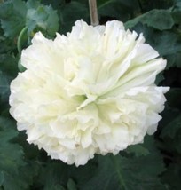 250 Seeds White Cloud Peony Poppy Papaver Peoniflorum Flower  - £7.58 GBP