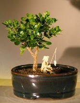Flowering Dwarf Plum Bonsai Tree  Land/Water Pot - Small   (carissa macrocarpa)  - $45.95