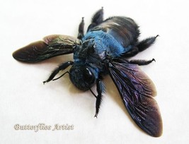 Real Blue Bumble Bee Xylocopa Caerulea Framed Entomology Collectible Sha... - $54.99