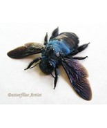 Real Blue Bumble Bee Xylocopa Caerulea Framed Entomology Collectible Sha... - $75.21 CAD