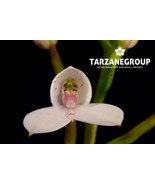 DISA TRIPETALOIDES SOUTH AFRICAN TERRESTRIAL ORCHID POTTED - $74.37 CAD