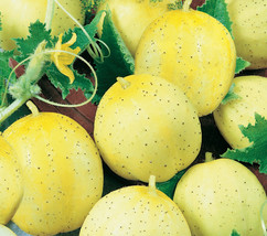 50 seeds Lemon Cucumber Heirloom Seeds Fast Flourish Magic - £6.51 GBP