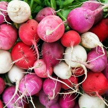 New Fresh Seeds Easter Egg Mix Radish Rainbow Radishes Vegetable - £6.09 GBP