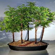 California Dawn Redwood Metasequoia 25 Seeds Grows Quickly Zones 4 To 9 Great Sh - £5.99 GBP