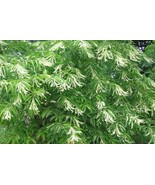 Sourwood Sorrel Tree - Oxydendrum arboreum - 25+ Seeds - (E 228) - £2.34 GBP
