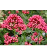 FMG Centranthus Ruber Coccineus Jupiter'S Beard Red Fast Growing - $16.08