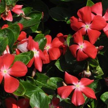 50 Vinca Seeds Pacifica Xp Orange Flower Seeds Gardening USA Shipping - £9.23 GBP