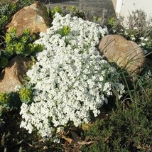 100 Pcs White Alpine Rock Cress Flower Seeds #MNSS - £11.79 GBP