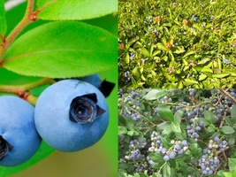 Variety Size Seeds Lowbush Blueberry, Vaccinium angustifolium Showy Fall Color - £13.28 GBP+