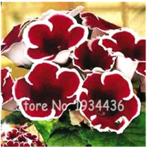 Imported Gloxinia Plant 200 Pcs Perennial Sinningia Gloxinia Pot Easy to... - $7.89