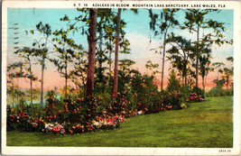 Azaleas in Bloom mountain lake sanctuary Lake Wales Florida Vintage Postcard - £5.31 GBP