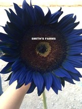 BEST 50 Seeds Easy To Grow Midnight Blue Sunflowers Huge Flower Blooms Large Hea - £11.22 GBP