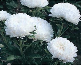50+ Aster Flower Seeds Milady White A78 Fresh - £8.16 GBP
