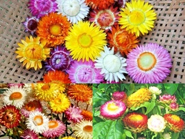 401+STRAWFLOWER MIX Flower Wildflower Dried Cut Flowers Seeds Garden Container - £10.39 GBP