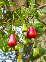 Cashew Tree 5 seeds FRESH SEEDS - £7.18 GBP