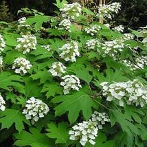 40 White Oak Leaf Hydrangea Quercifolia Shrub Flower Seeds Fresh Seeds - $14.90