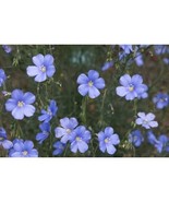 Blooming Blue Baby Blue Flax Linum Perenne Perennial Flower Garden Seeds - £4.12 GBP