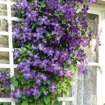 Hot Selling Gimax Clematis Flower Perennial Plant Garden - 100 Seeds - £6.95 GBP