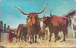 Longhorn Steers Postcard - $1.75