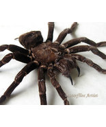 Pamphobeteus Antinous Giant Goliath Bird Eating Tarantula Real Spider En... - £103.58 GBP