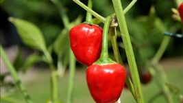 Cherry Bomb Hot Chili Pepper Seeds – Heirloom Organic Non-GMO 50+ Seeds - $4.36