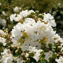 15 Seeds, White Crepe Myrtle Lagerstroemia indica Cold Hardy Southern Crape Tree - £31.51 GBP