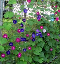 Morning Glory, Tall Mixed Wildflower Seeds, NON-GMO, Free Shipping - £1.31 GBP+