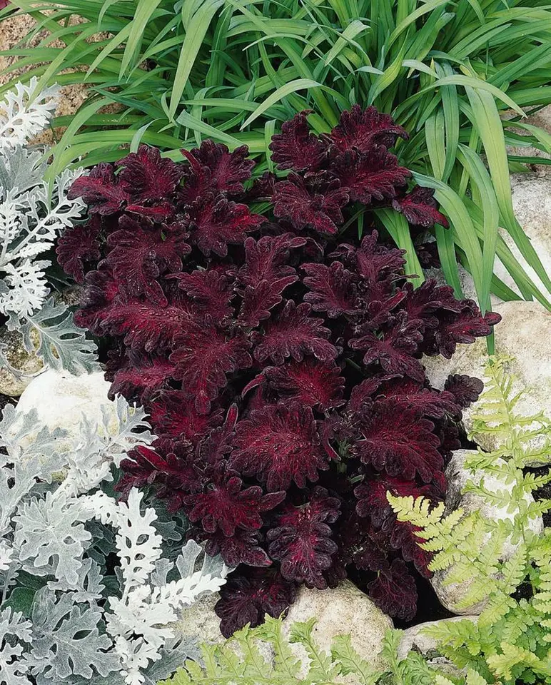 25 Seeds Coleus Black Dragon Indoor/Outdoor Plant Annual &amp; Perennial Flower - £7.74 GBP