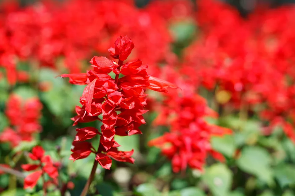 Red Wildflower 600 Seeds Tall Bulk Lobelia Cardinal Flower Fast Shipping - £7.03 GBP