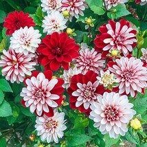 25 Seeds Dahlia Pacific Time Heirloom Seeds Quick Grow Shine - £6.61 GBP