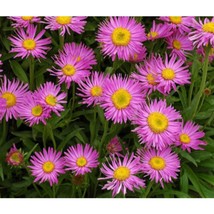 Aster Alpine Pink Aster Alpinus 50 Seeds #OVM06 - $22.17