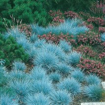 BPA 500 Blue Fescue Grass Seeds Festuca Cinerea Glauca Blue Grass Ornamental Fro - £7.07 GBP