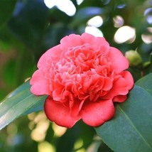 100 Seeds Mixed Double Camellia Impatiens Balsamina Flower Fresh - £15.97 GBP
