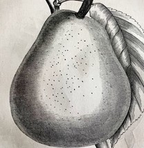 Doyenne Pear 1863 Victorian Agriculture Farming Steel Plate Fruit Art DWZ4A - $49.99