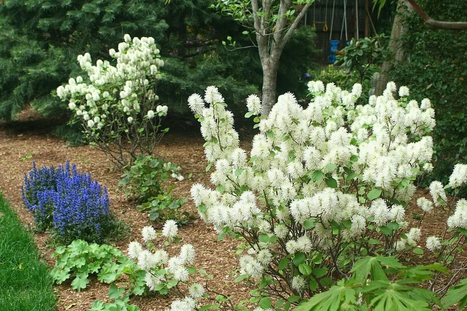 FOTHERGILLA MOUNT AIRY&#39; - PLANT  - $22.99