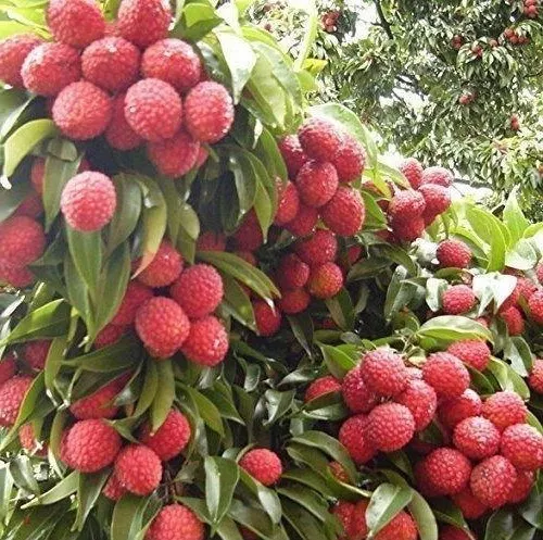 Litchi Chinensis 5 Seeds Fragrant Chinese Strawberry Lychee Fruit Tree Gardening - £9.87 GBP