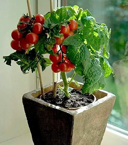 50 Tiny Tim Bonsai Tomato Dwarf Heirloom Seeds For Planting Usa Seller - £15.69 GBP