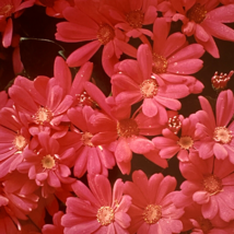 c1970 Original Pink Daisy Flowers Steven Willhite Glen Ellen IL Color Photograph - £15.71 GBP