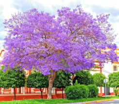 80 Blue Jacaranda Mimosifolia Seeds Fast Growing Perennial Flowering Fer... - $6.18