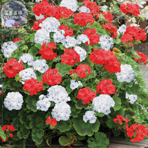 New Fresh Geranium St Gerorge Seeds Pack 10 Seeds White Rose Red Mixed Pelargoni - $5.46