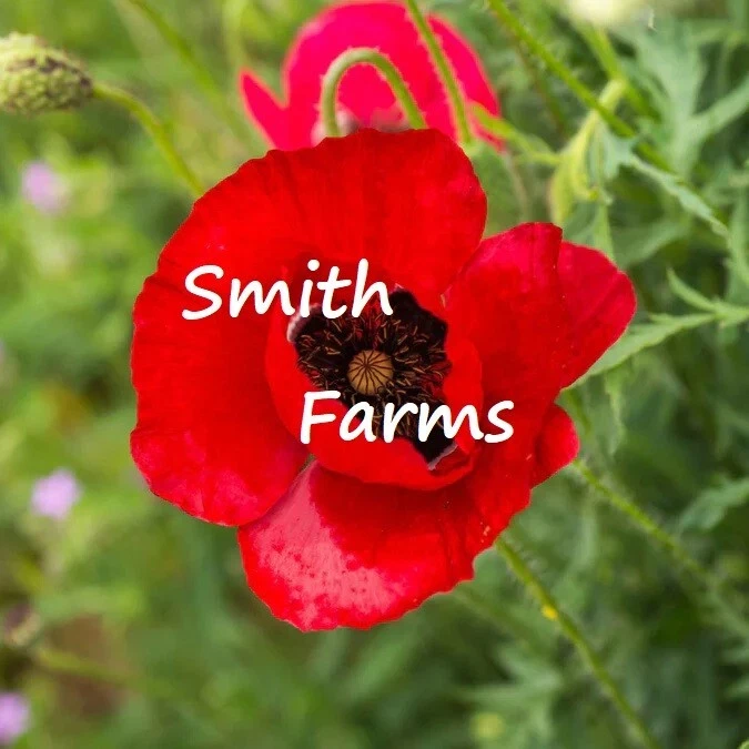 200+ Seeds Red Corn Poppy Flowers Plants Garden Planting - $11.39