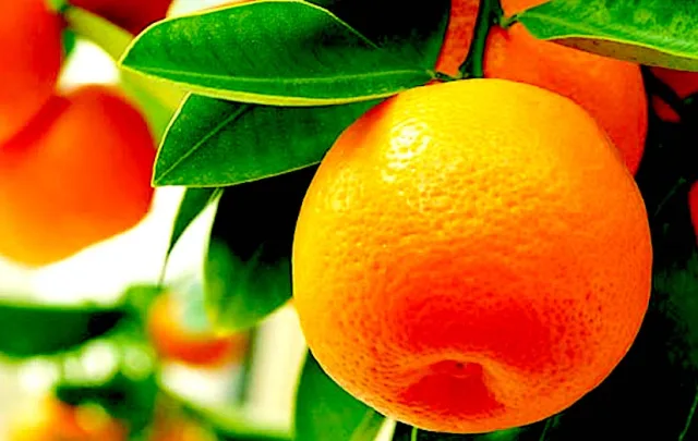 5+ Seville Orange Seeds for Garden Planting | Mandarin Orange Seed - €10,32 EUR