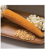 LKS Yellow Popcorn Seeds 100 Seeds Organic Home Garden - €10,55 EUR